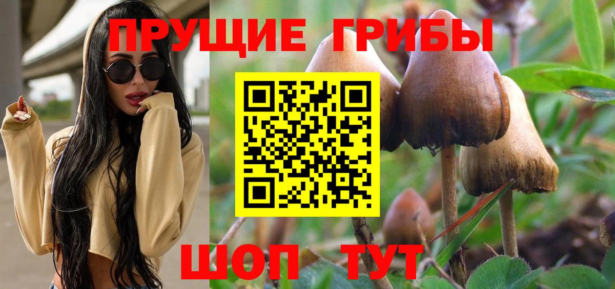 Галлюциногенные грибы Psilocybe Звенигород